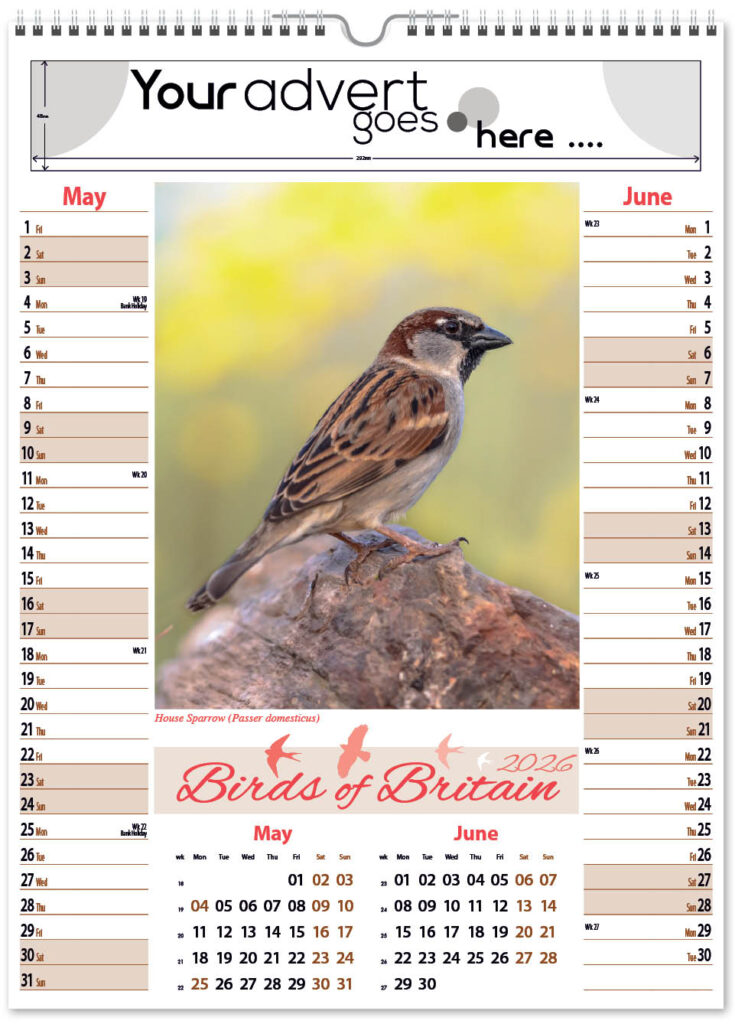 birds-of-briatain-pic-memo-2026-3