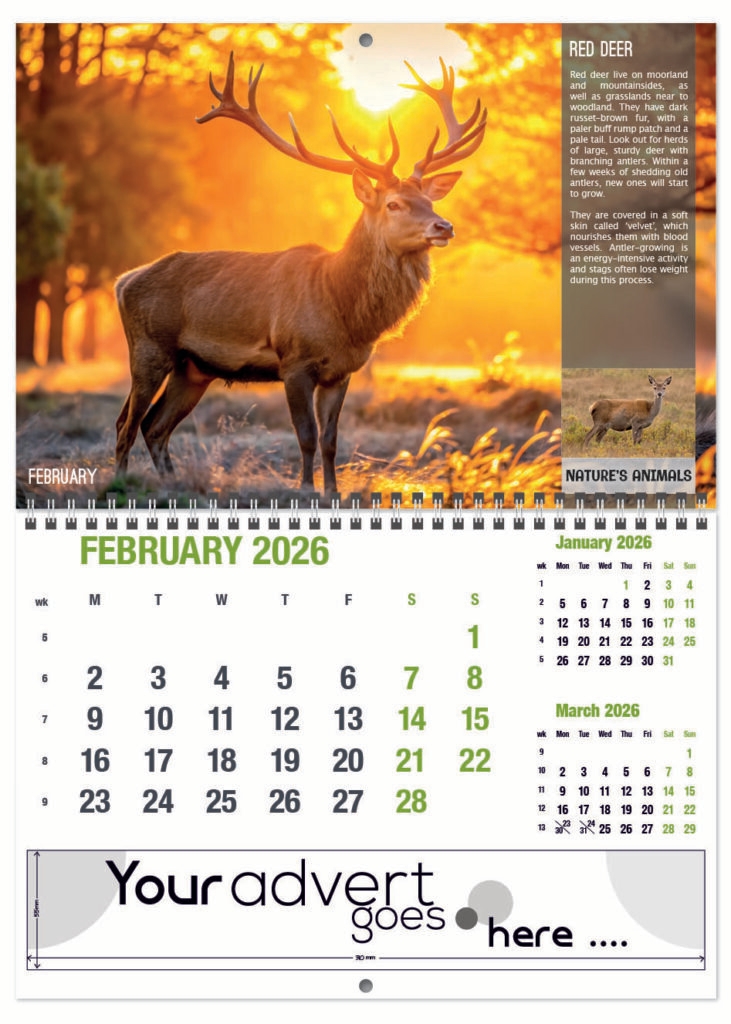 natures-animals-deluxe-central-wiro-2026-2