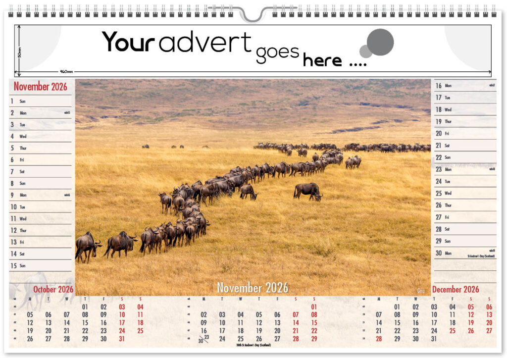 roam-free-landscape-2026-11