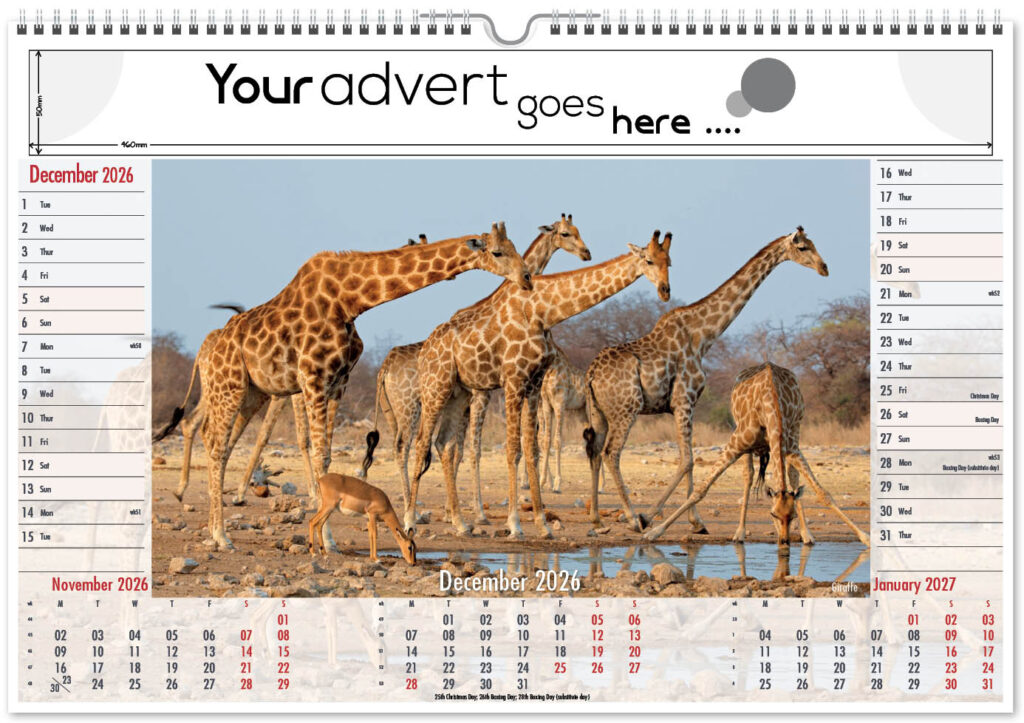 roam-free-landscape-2026-12